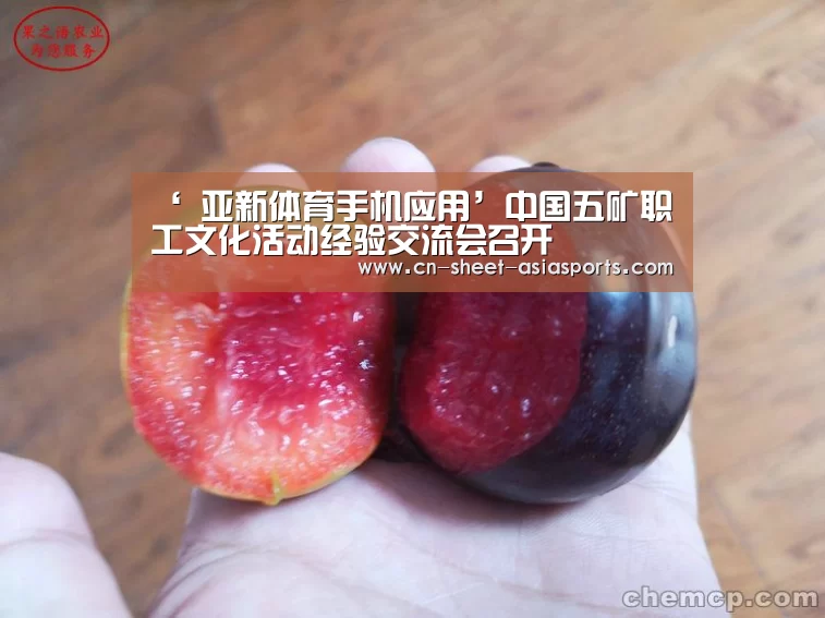  亚新体育手机应用