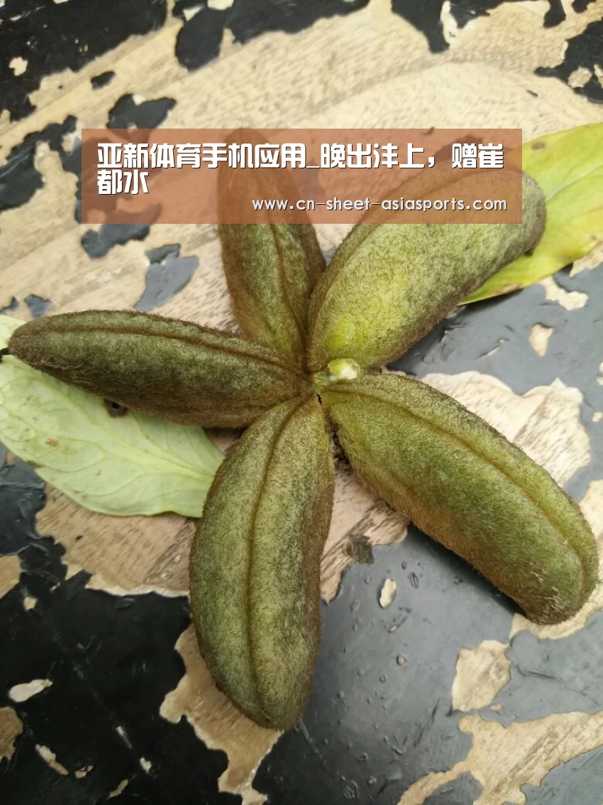  亚新体育手机应用