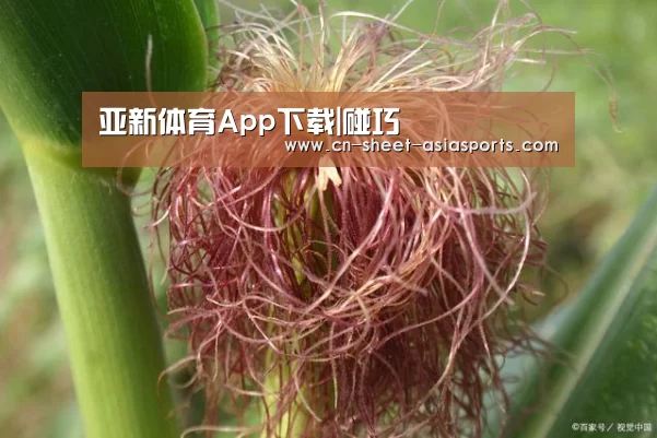 亚新体育App下载|碰巧(图1) 亚新体育手机应用